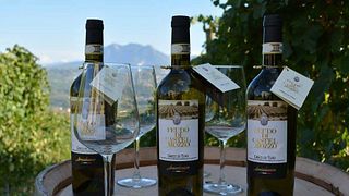 Weinprobe und Tour in der Azienda Agricola Annicchiarico Feudodicastelmozzo