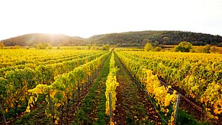 Dégustation de vins au Weingut Margarethenhof