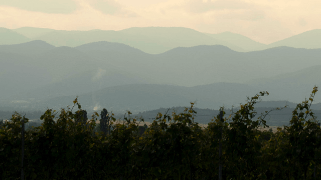 Vineyard Tour, Dinner & Stay at Marani Milorauli