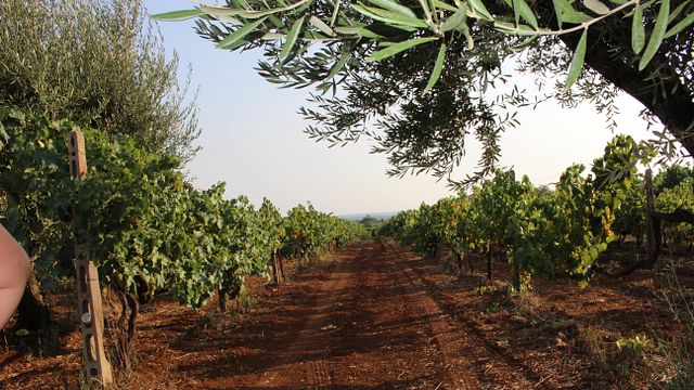 Cantina Costantini