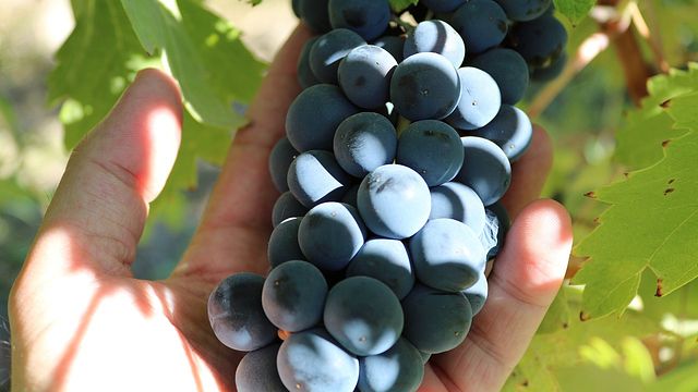 Visita privada a las bodegas de Ribera del Duero desde Madrid