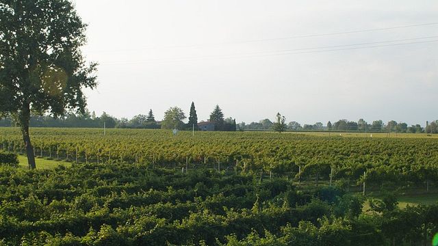 Degustação de vinhos premium no Le Carline