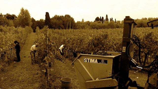 Weinprobe und Tour im Podere Volpaio