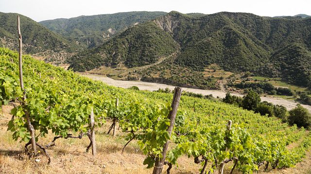 Cata de vinos y visita a los viñedos del Valle Bizantino