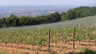 Cata de vinos y visita guiada a la bodega.
