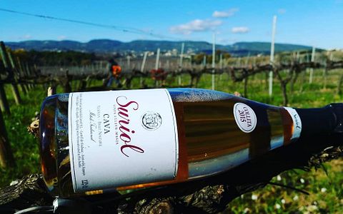 Alojamiento Rural en Bodega y Finca Suriol