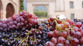 Cantina Gentili