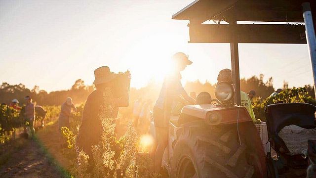 Weinprobe und Speisenbegleitung bei Brokenwood Wines