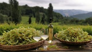 Vignoble Rasse