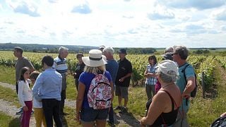 Degustação de vinhos e tour no Domaine Sauvète