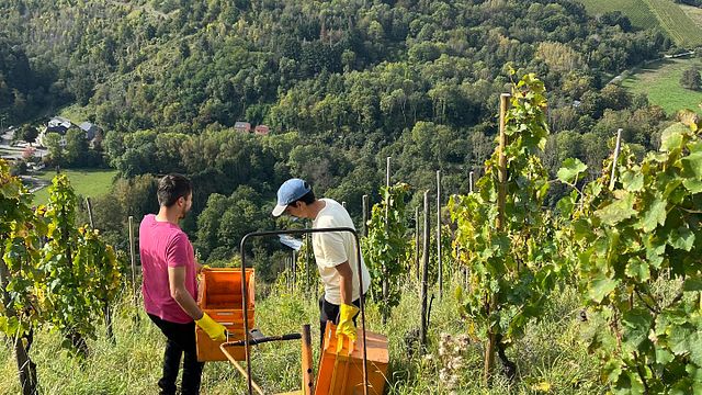 Dominikaner Weingut C. Von Nell-Breuning