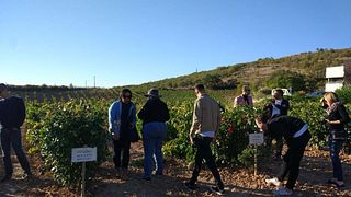 Dégustation de vins et visite à Fernández de Piérola