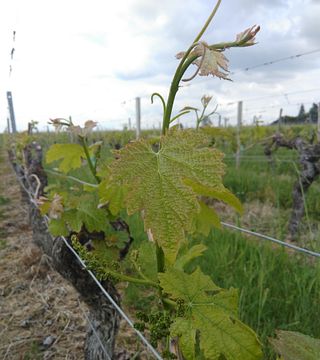 Weinprobe im Vignobles Rousselot