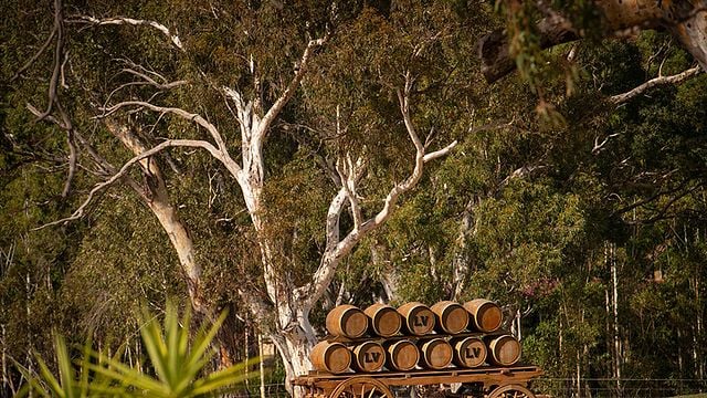 Longview Vineyard