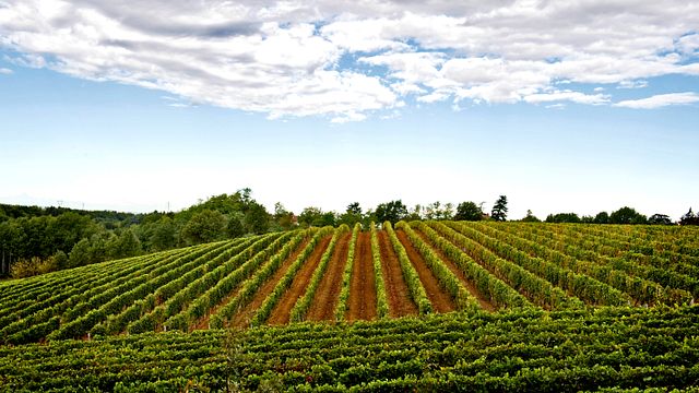 Sip Piedmont Gavi & Sparkling Wines at San Lorenzo