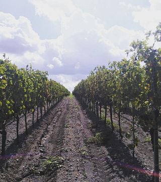 Entdecken Sie Cantina Gaffino: Verkostung und Weintour
