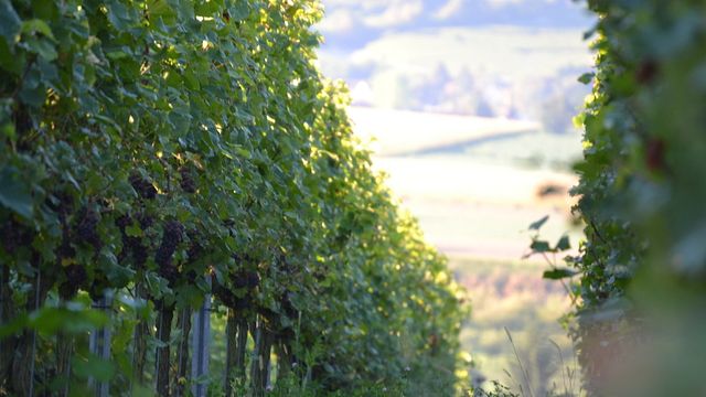 Baden Biodynamic: Del terroir a la copa