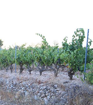 Celler Cairats