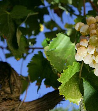 Tour del vino e degustazione presso Quinta Do Monte Travesso