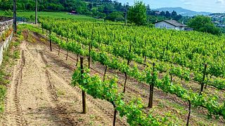 Degustação de vinhos e tour no Valle Dos Tres Irmaos
