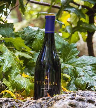 Visit and Tasting at Bodega Tesalia