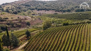 Estate Chrisohoou: A Legacy of Winemaking
