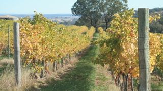 Weinprobe im Cargo Road Winery
