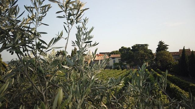 Degustazione di vini e visita al Domaine de la Senche