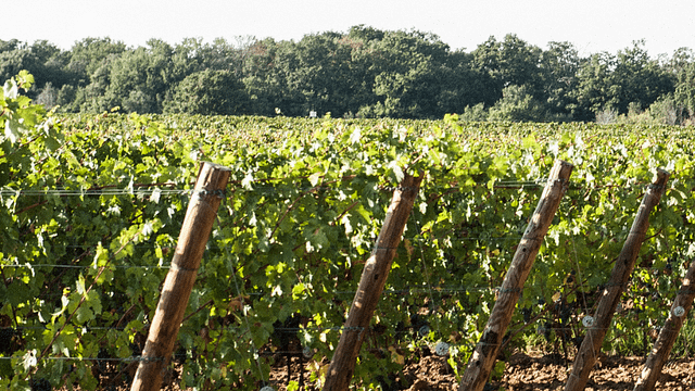 Le Vigne di Silvia