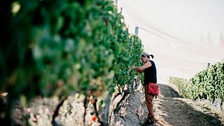 Maude Wines