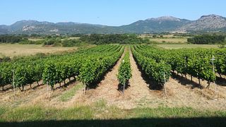 Dégustation de vins et dîner à la cave et à la viticulture Gerokostopoulos
