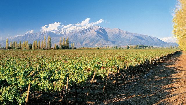 Tour Premium e degustazione di vini a Concha y Toro`