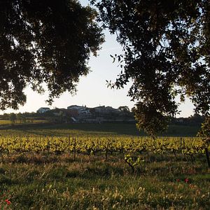Ländliche Unterkunft im Weingut und Anwesen Suriol