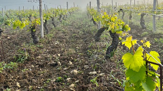 Wine Tasting in the Heart of Vézelay