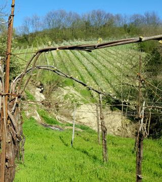 Cata de vinos y visita guiada en Cantine Dell'angelo