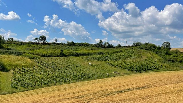 Degustação de Vinhos no Winnica Vineas Montis
