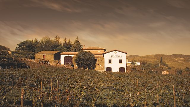 Cata de vinos y visita a viñedos 3