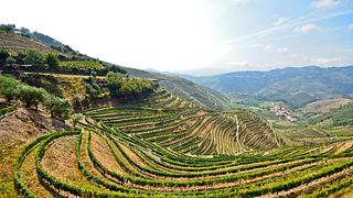 Tour privato del vino nella valle del Douro: 2 cantine, crociera a Pinhão e pranzo