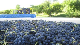Degustazione di vini e tour presso il vigneto, l'azienda vinicola e la distilleria Wilridge
