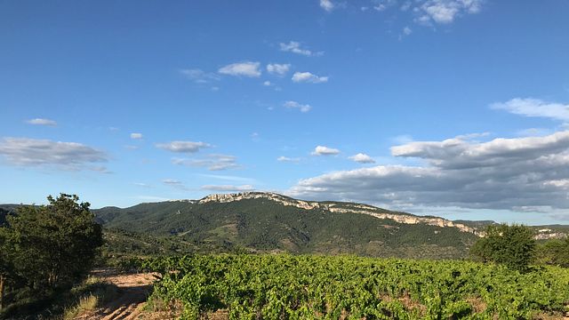 Visita a los viñedos y cata de vinos en Gritelles