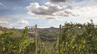 Piedmont Wine & Vineyard Tour at La Trava