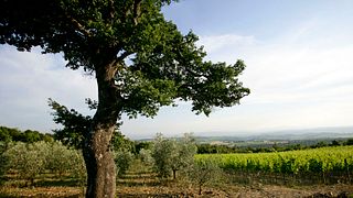 Weinprobe und Tour bei Querce Bettiina