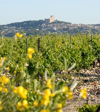 Visita guidata dei nostri vigneti di Châteauneuf-du-Pape a bordo di un fuoristrada e degustazione di 3 vini.