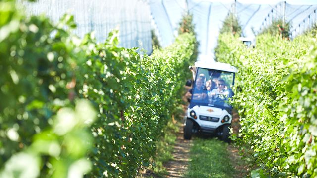 Safari vinicole avec ECO-cart