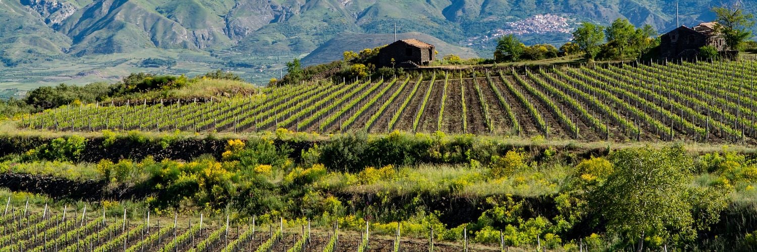 Vineyards around Etna Vulcano with mineral rich soils, Sicily wine region, Italy-2015-min